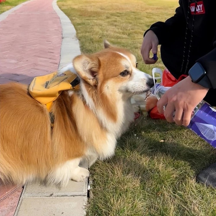 狗狗和人一起生活真的能听懂人话吗实验告诉你真相