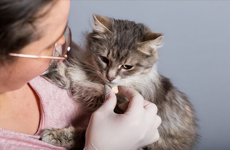 注意！小猫这几种症状说明都是寄生虫别忽视了