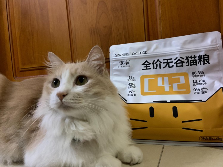 猫咪掉毛严重应该吃什么