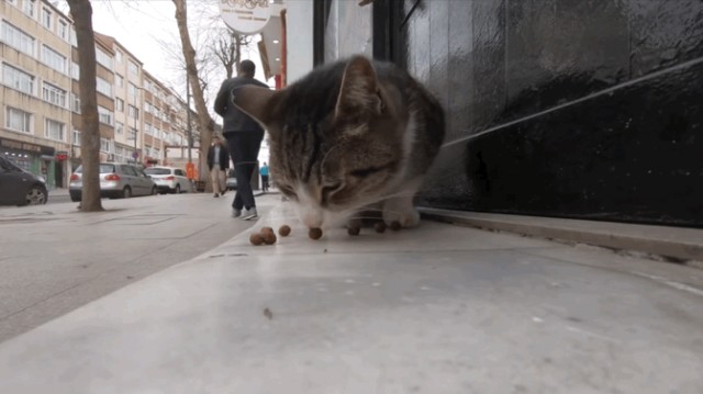 老实说宠物猫被主人抛弃大概只有死路一条