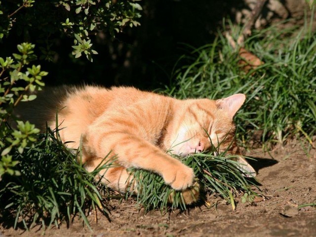 老实说宠物猫被主人抛弃大概只有死路一条