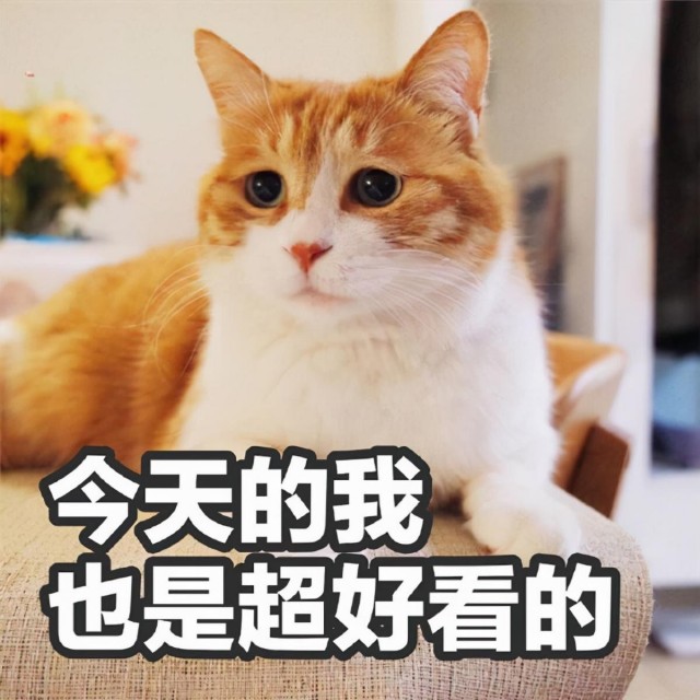 猫界面值最高的几种猫，你家哪个排名第一？