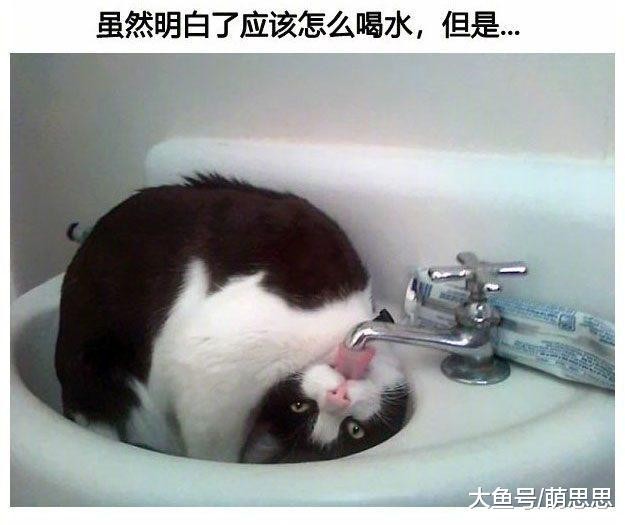 猫一旦蠢起来简直超乎你的想象