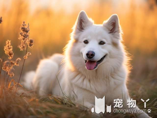 哈士奇究竟是怎样一种神犬？