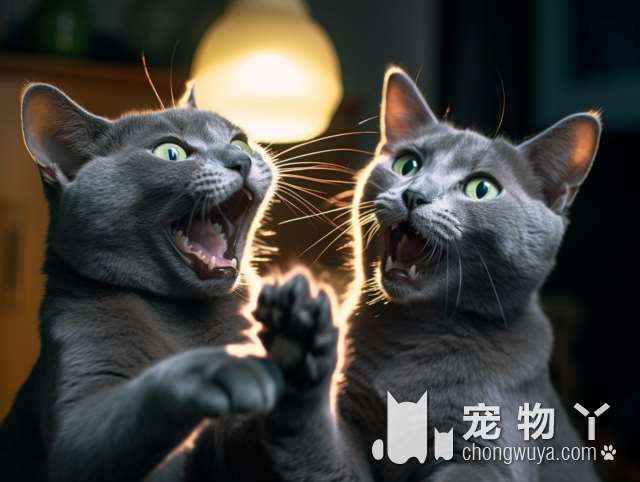 狸花猫的弱点？