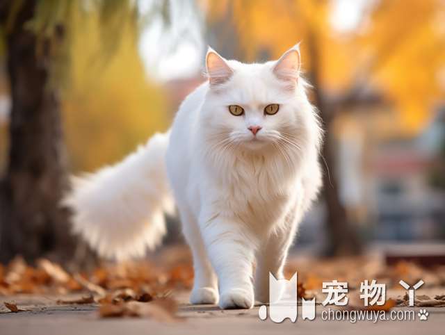 黑色瞳孔的猫是什么品种？