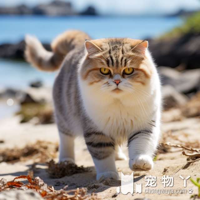 巡逻猫和暹罗猫的区别？